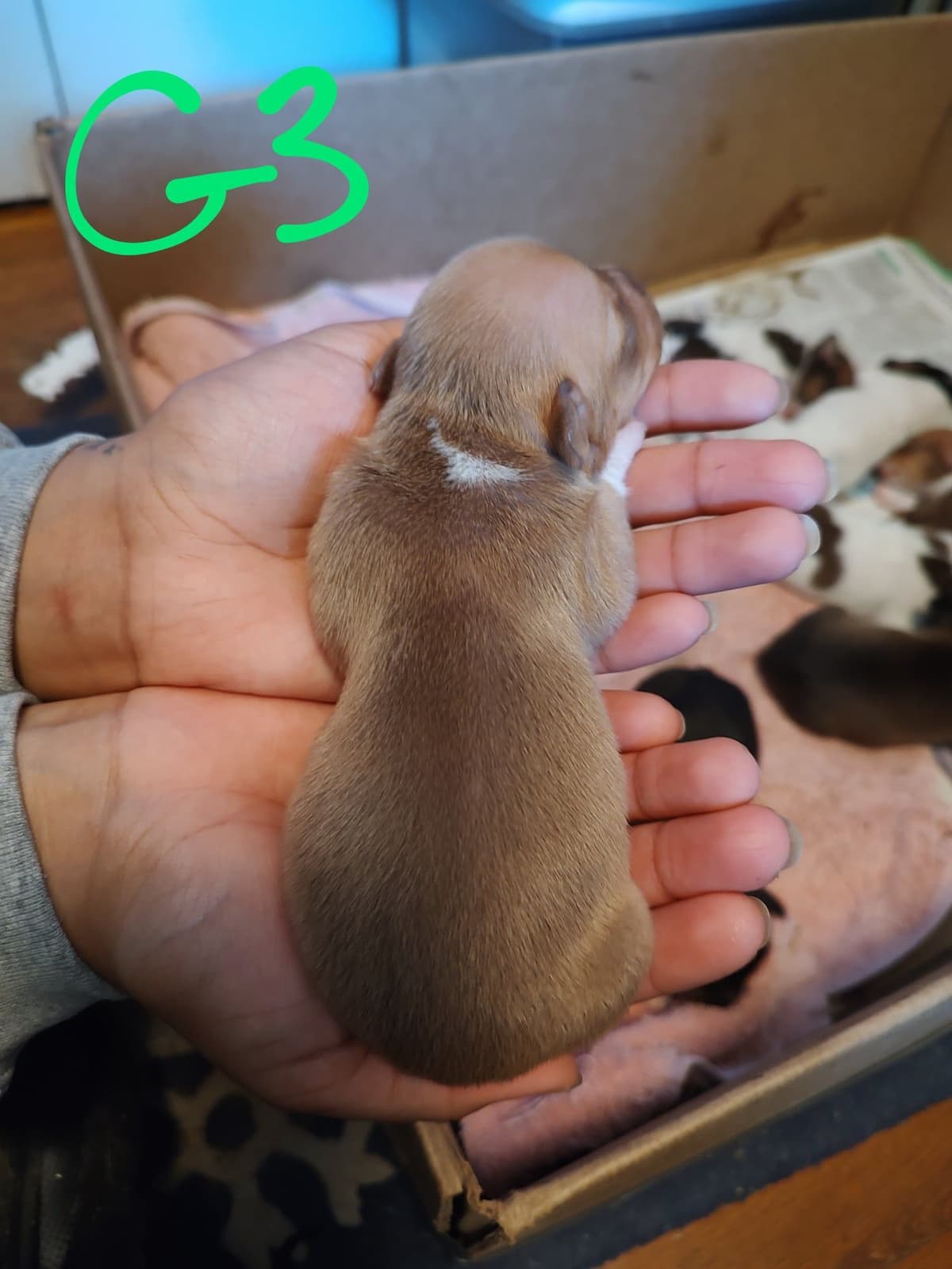 Teddy Roosevelt Terrier Puppies breeder image 19