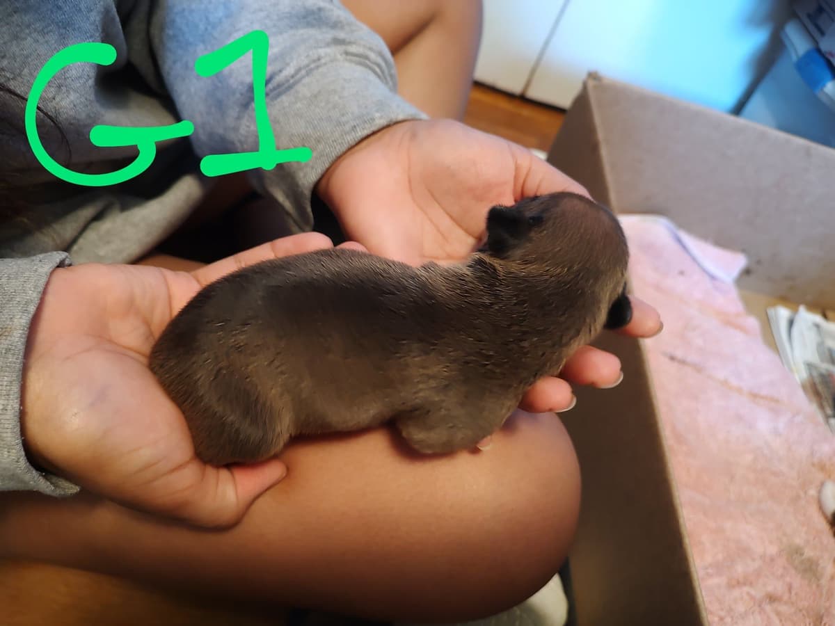 Teddy Roosevelt Terrier Puppies breeder image 20