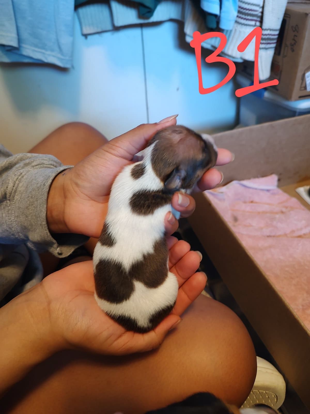 Teddy Roosevelt Terrier Puppies breeder image 21