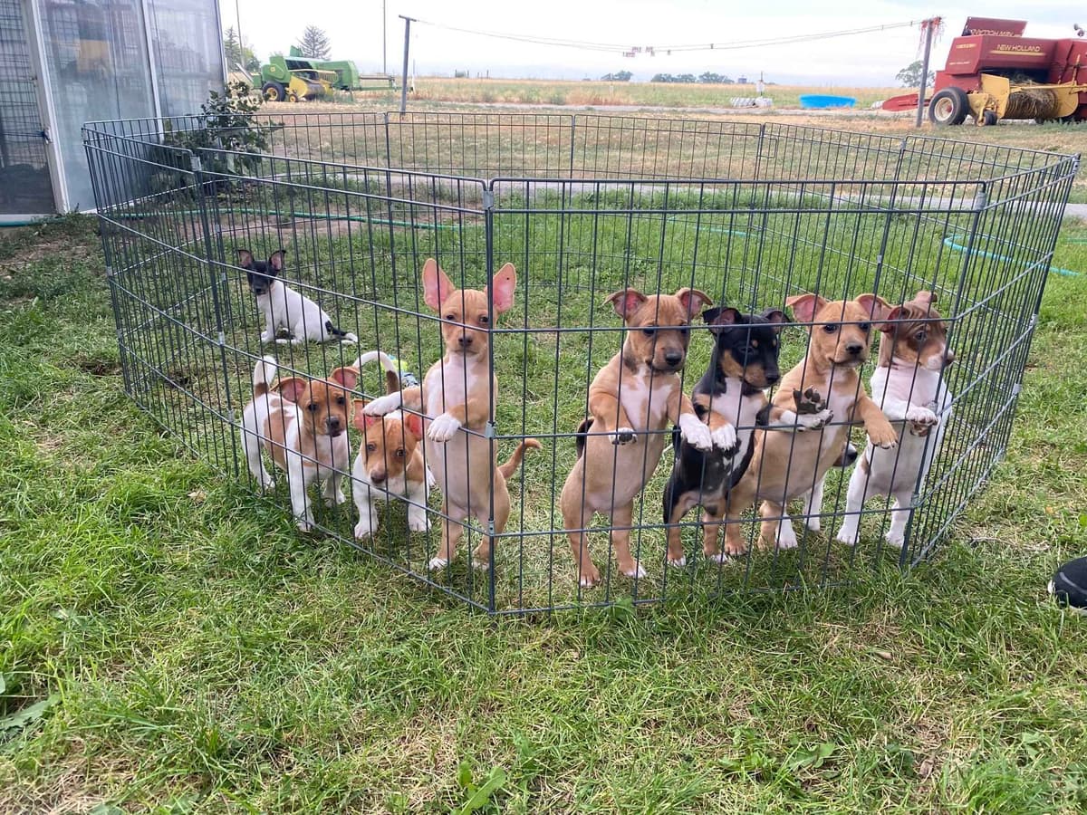 Teddy Roosevelt Terrier Puppies breeder image 22
