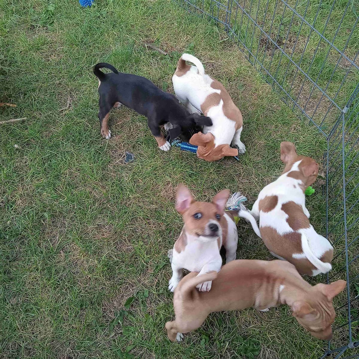Teddy Roosevelt Terrier Puppies breeder image 23