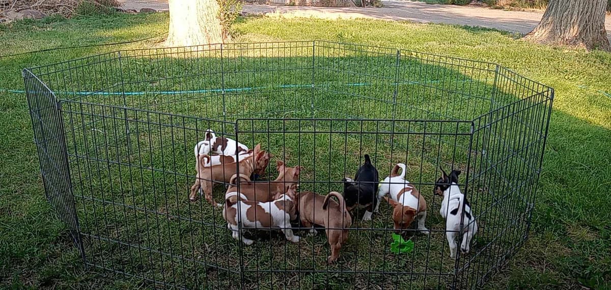 Teddy Roosevelt Terrier Puppies breeder image 26