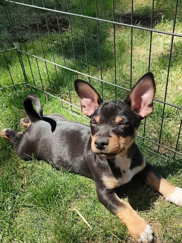 Teddy Roosevelt Terrier Puppies media 2