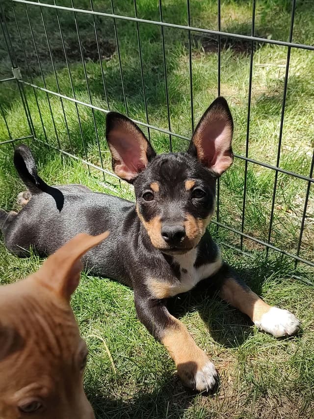 Teddy Roosevelt Terrier Puppies media 3
