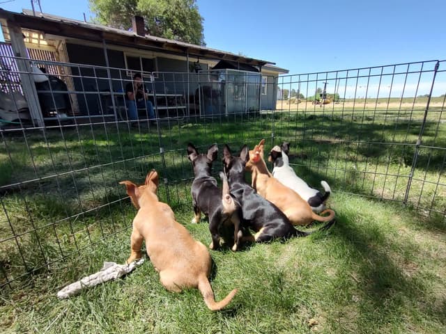Teddy Roosevelt Terrier Puppies media 4