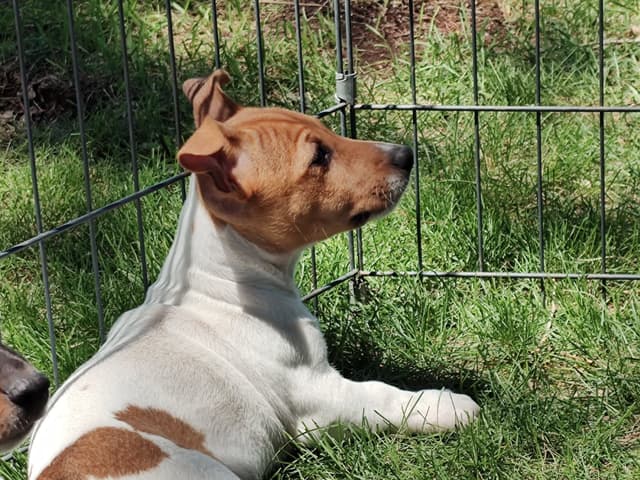 Teddy Roosevelt Terrier Puppies media 5