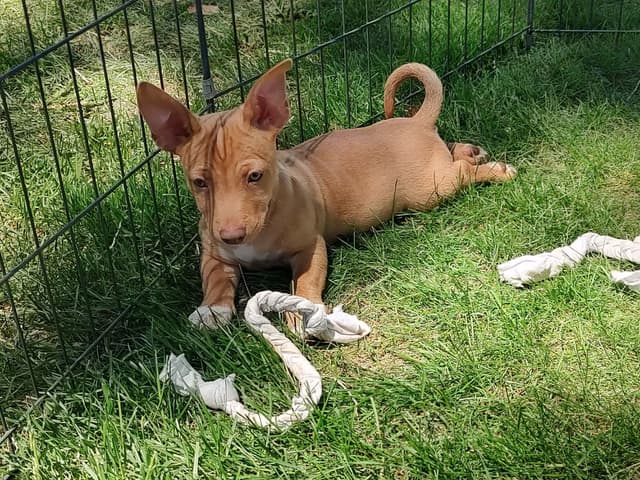 Teddy Roosevelt Terrier Puppies media 6