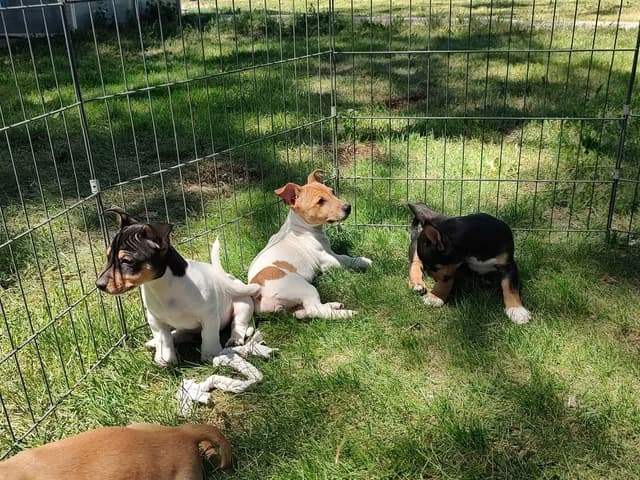 Teddy Roosevelt Terrier Puppies media 8