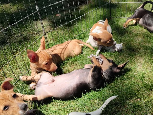 Teddy Roosevelt Terrier Puppies media 10