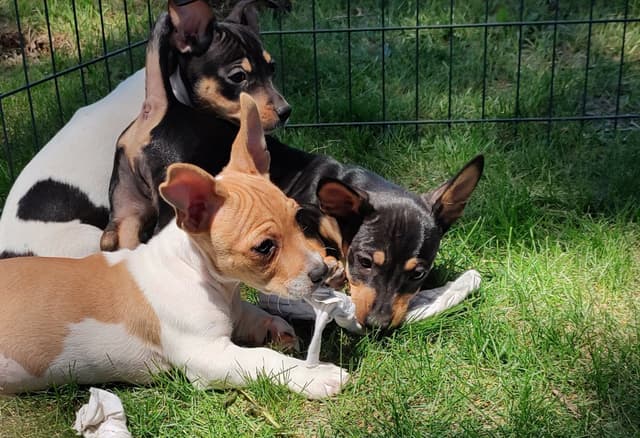 Teddy Roosevelt Terrier Puppies media 11