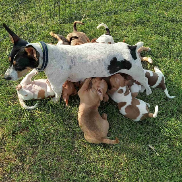 Teddy Roosevelt Terrier Puppies media 13
