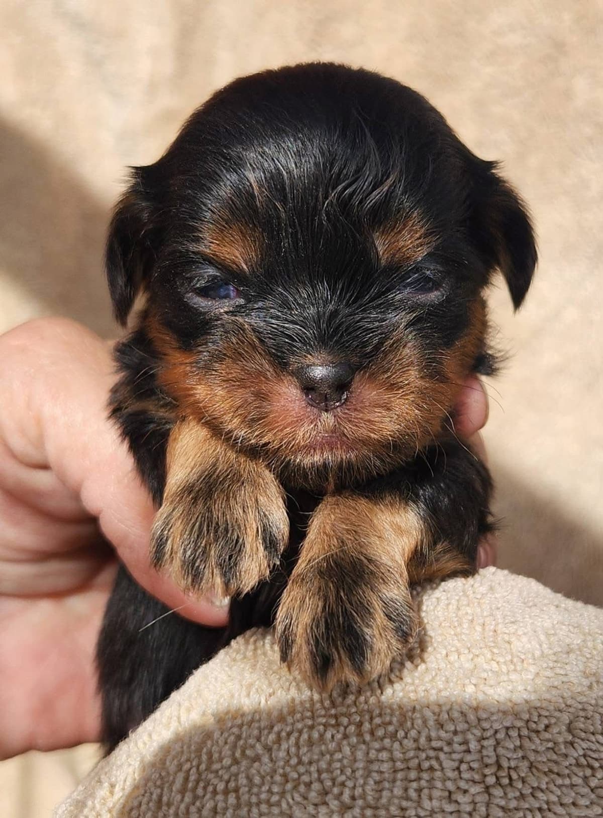 Shih Tzu Puppies breeder image 1