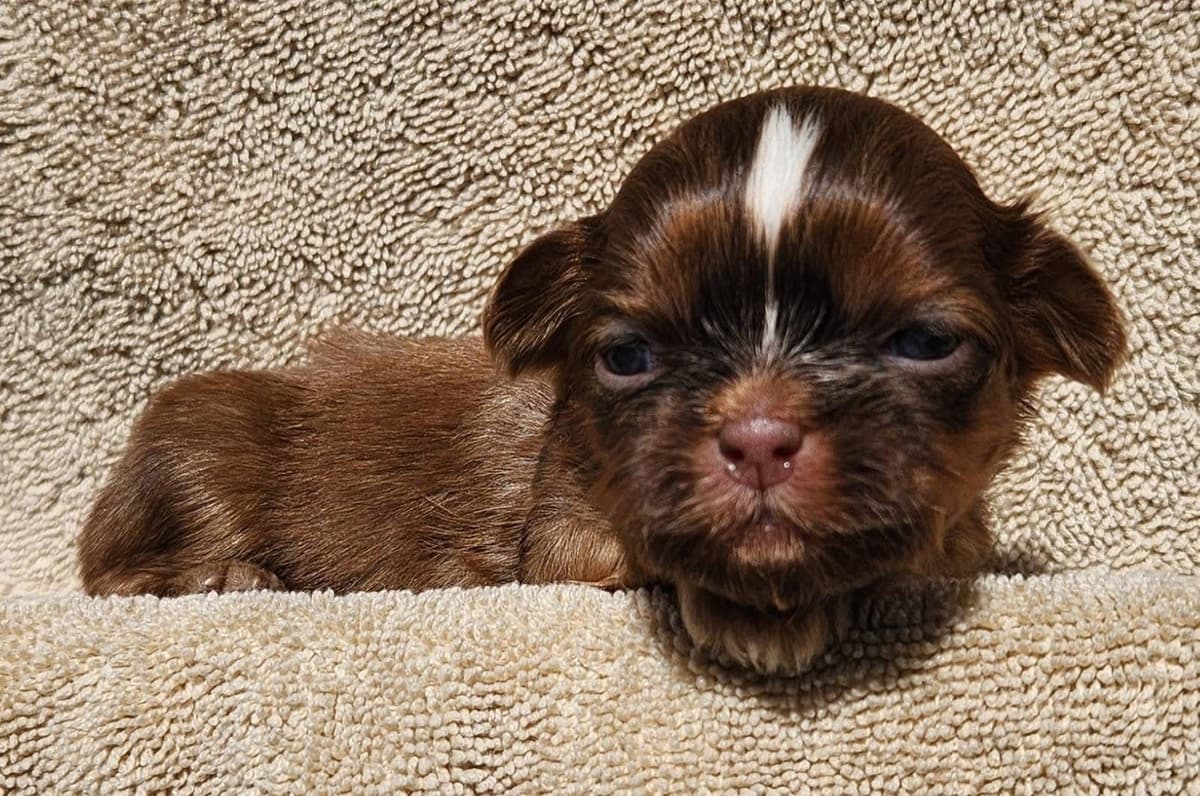 Shih Tzu Puppies breeder image 2