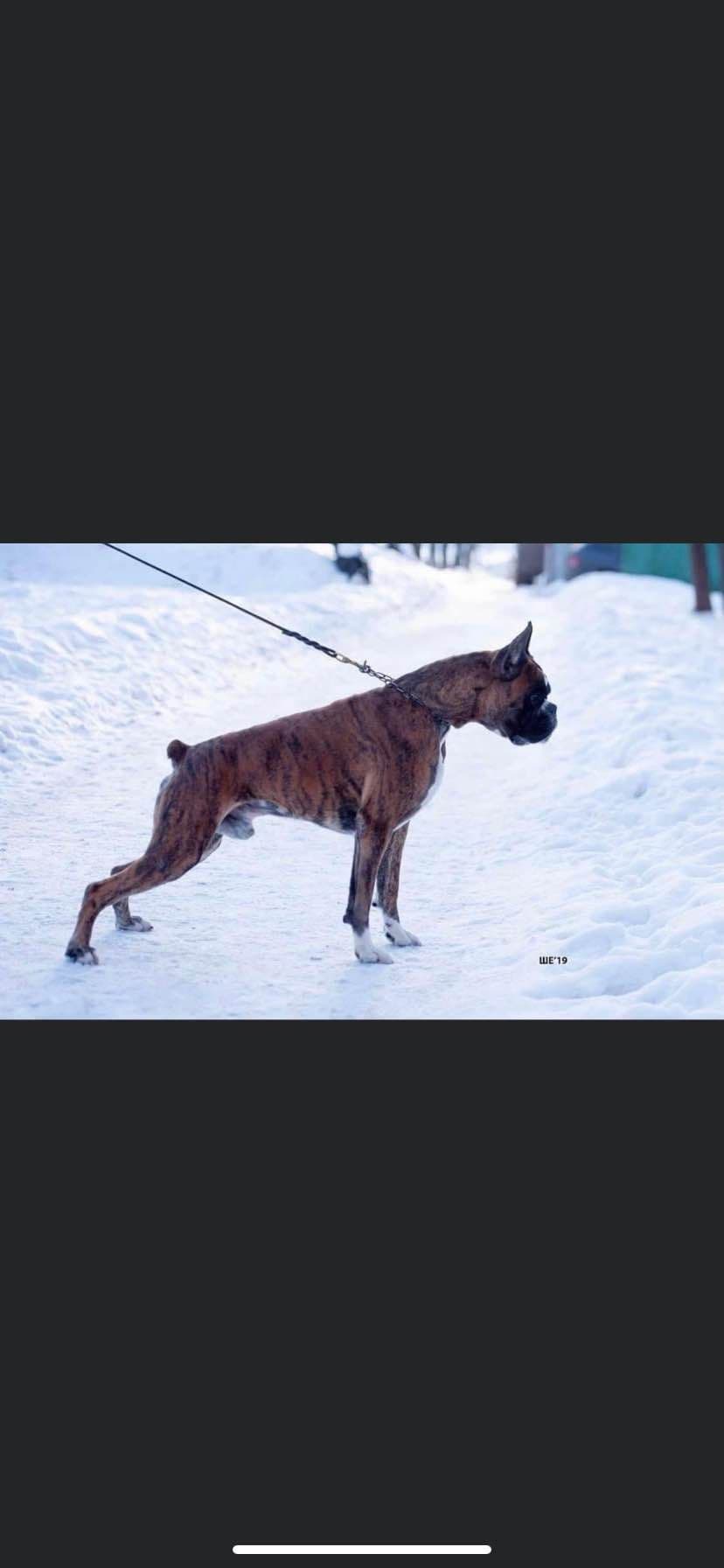 Euro Boxer Puppies breeder image 3