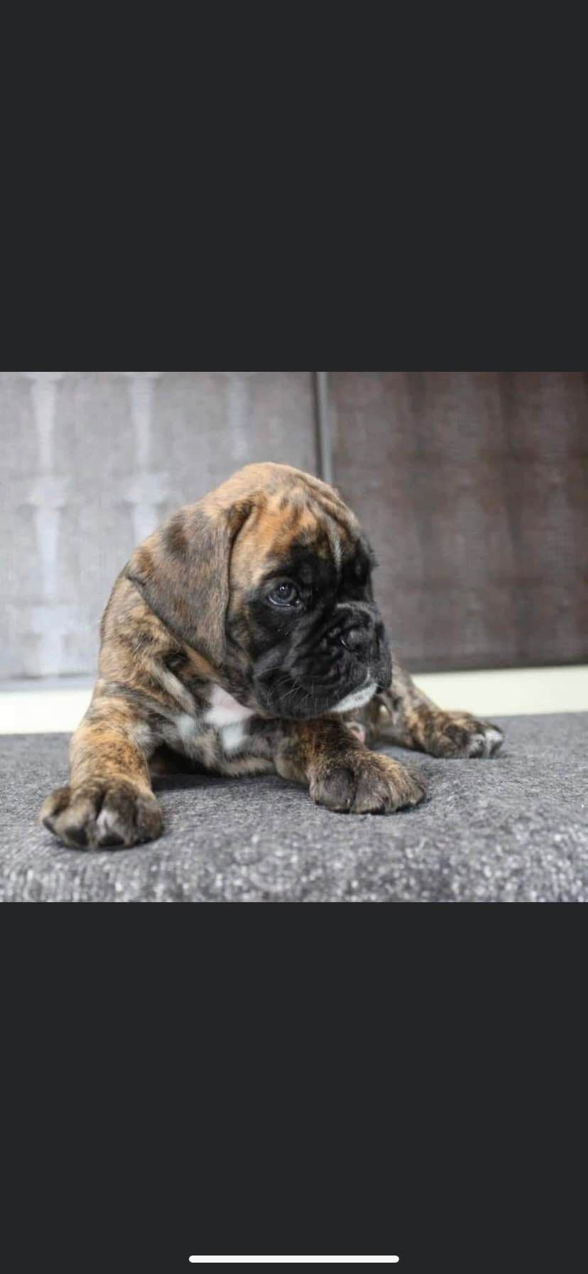 Euro Boxer Puppies breeder image 4