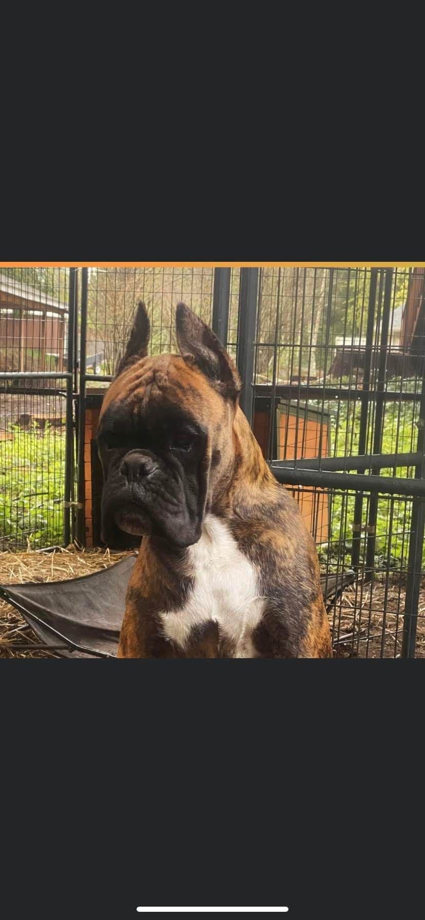 Euro Boxer Puppies breeder image 1