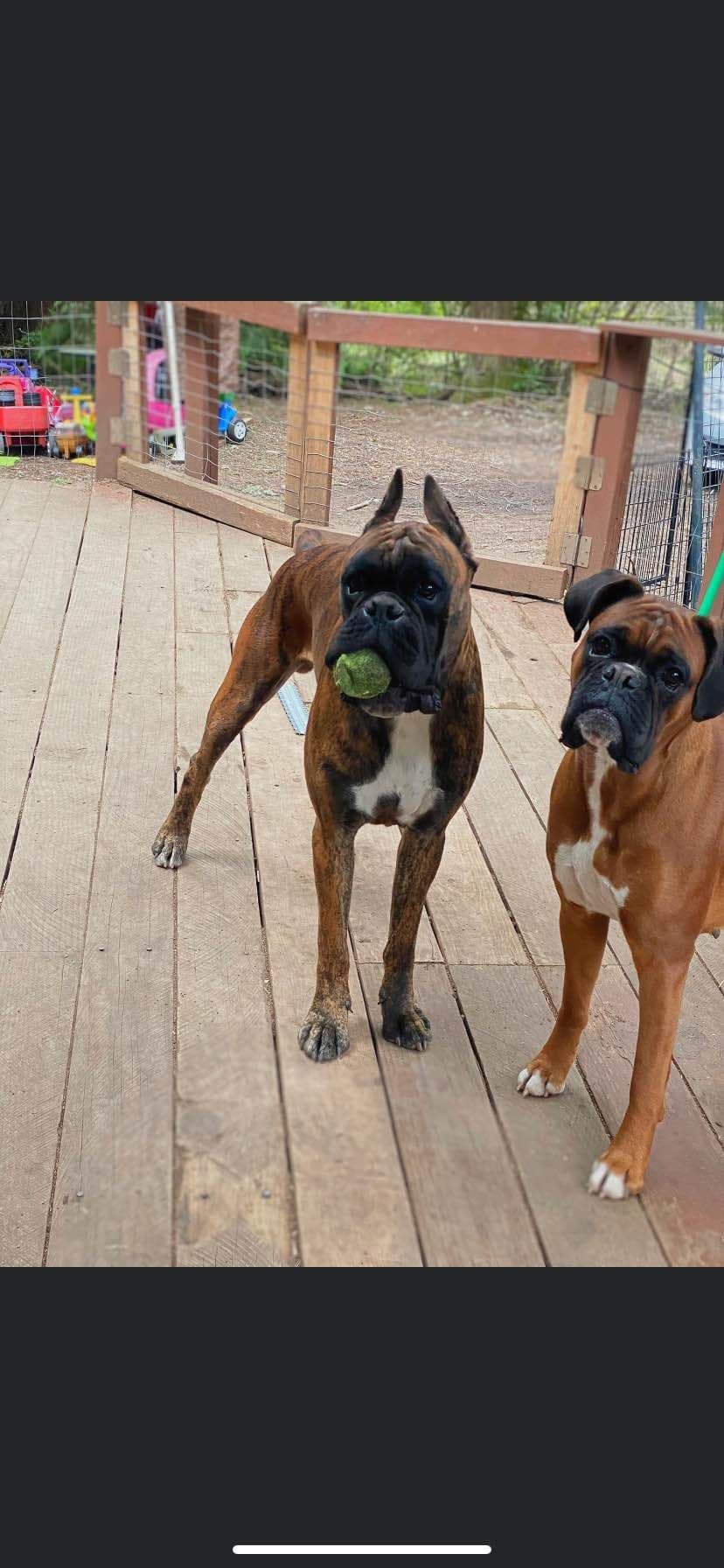 Euro Boxer Puppies breeder image 7