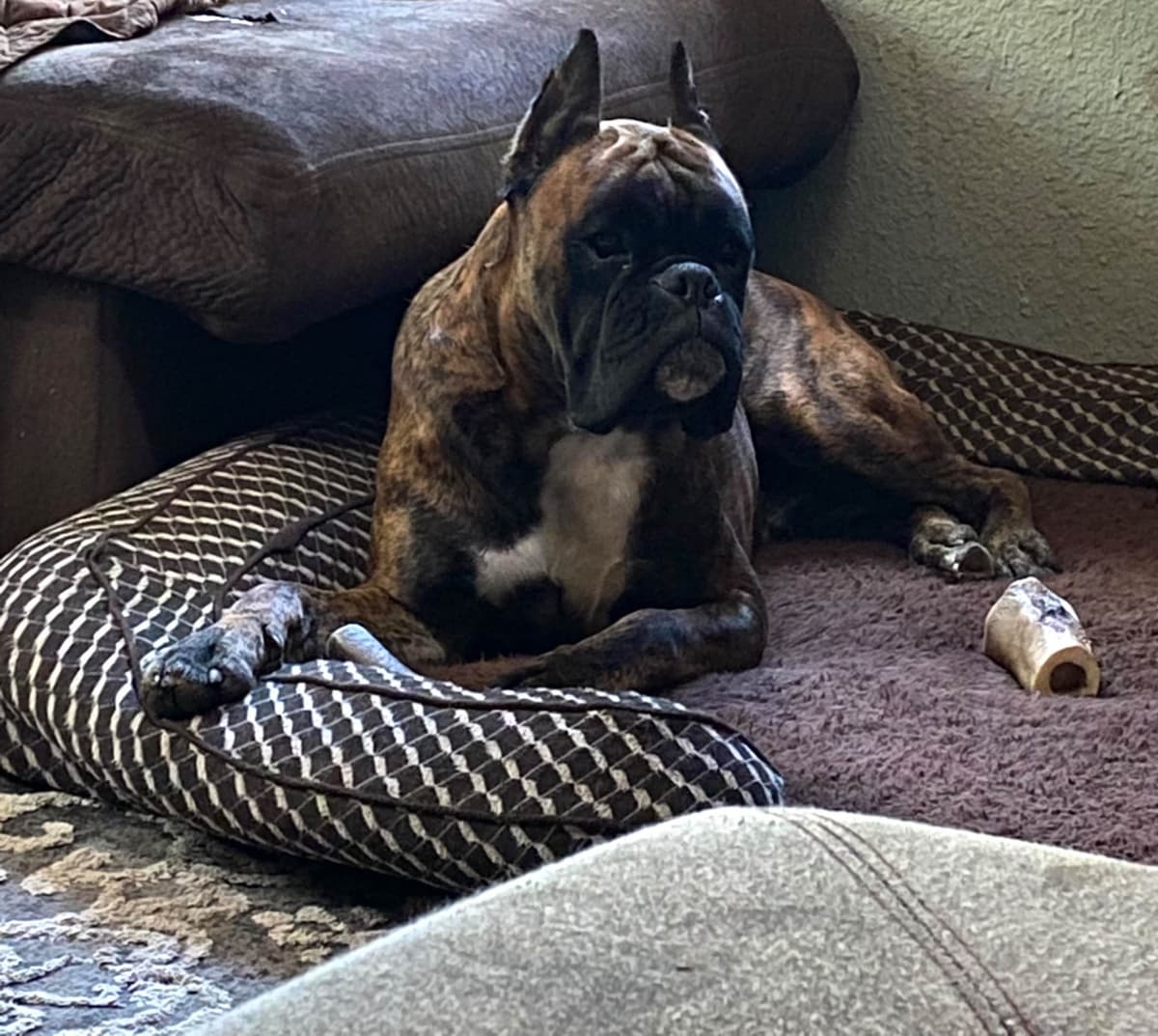 Euro Boxer Puppies breeder image 11