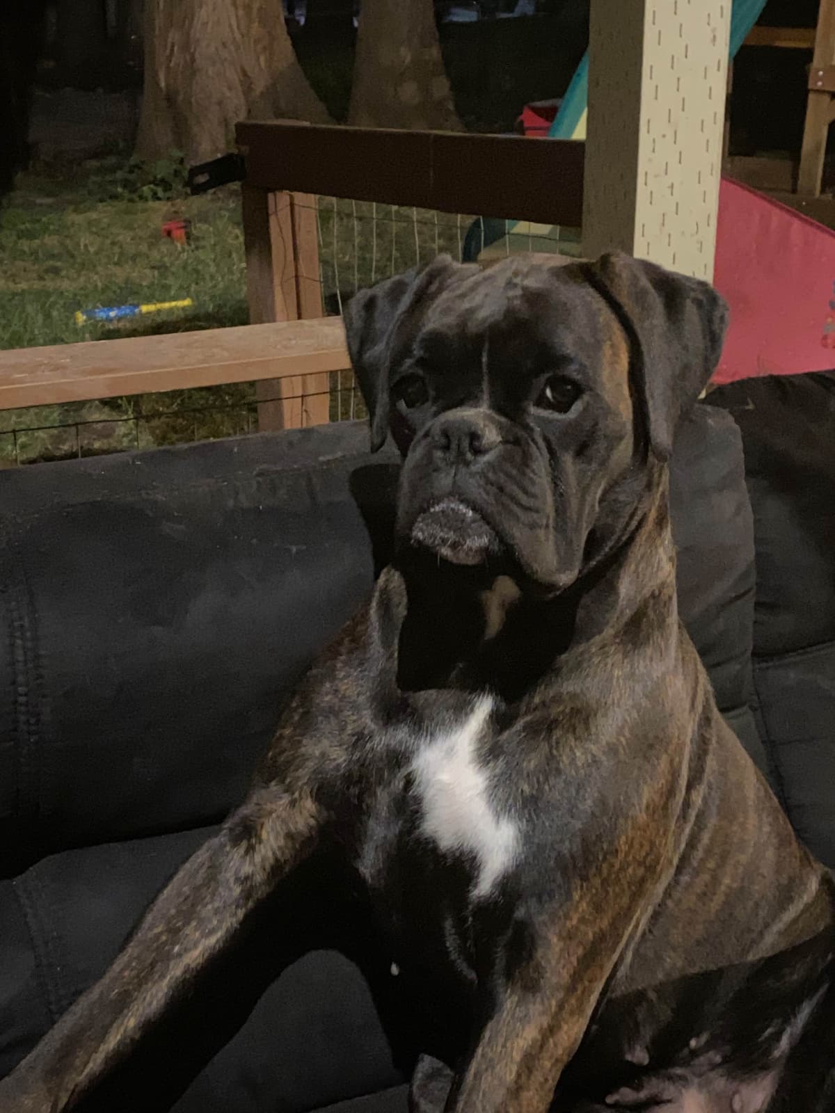 Euro Boxer Puppies breeder image 12