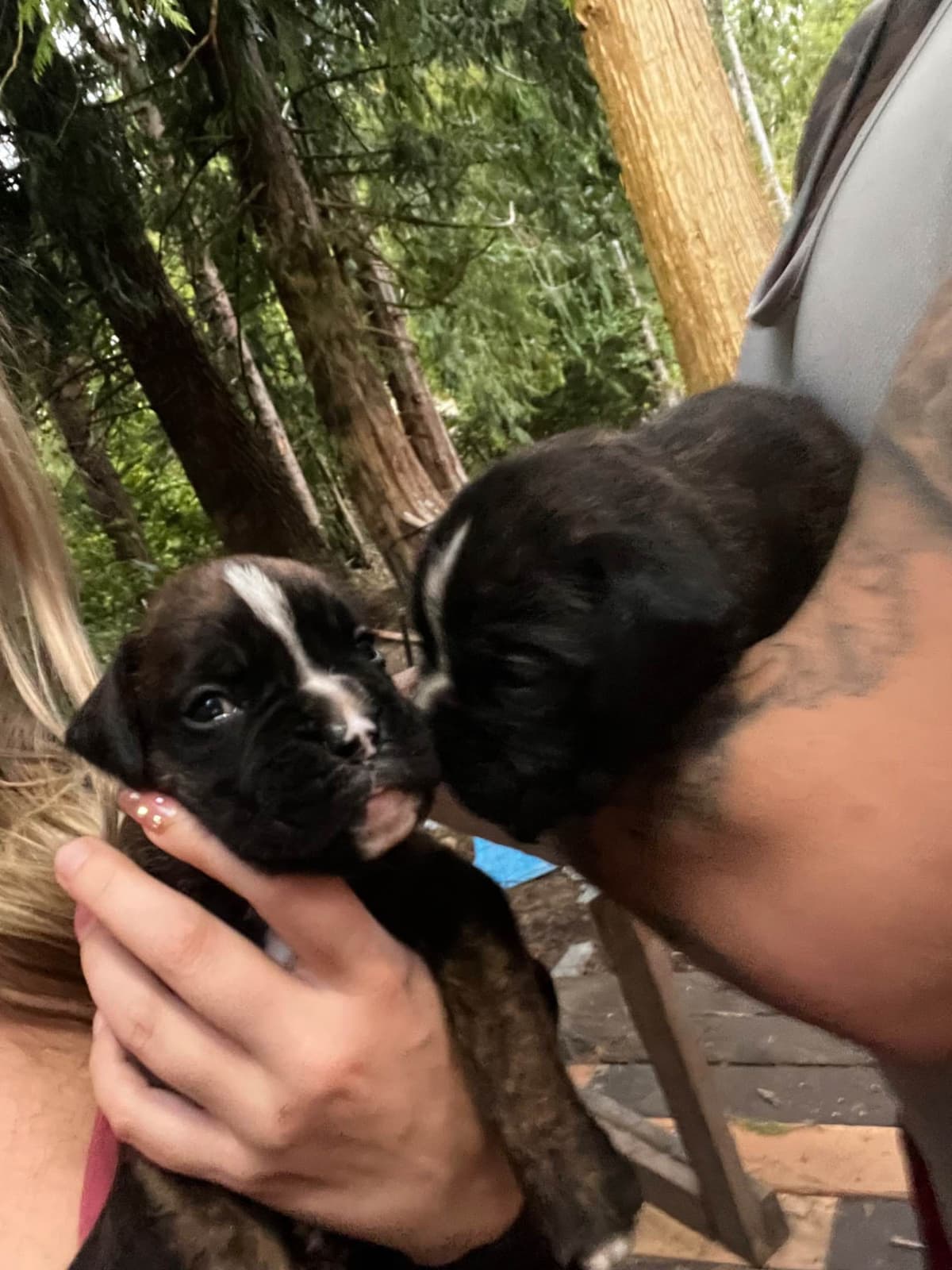 Euro Boxer Puppies breeder image 13