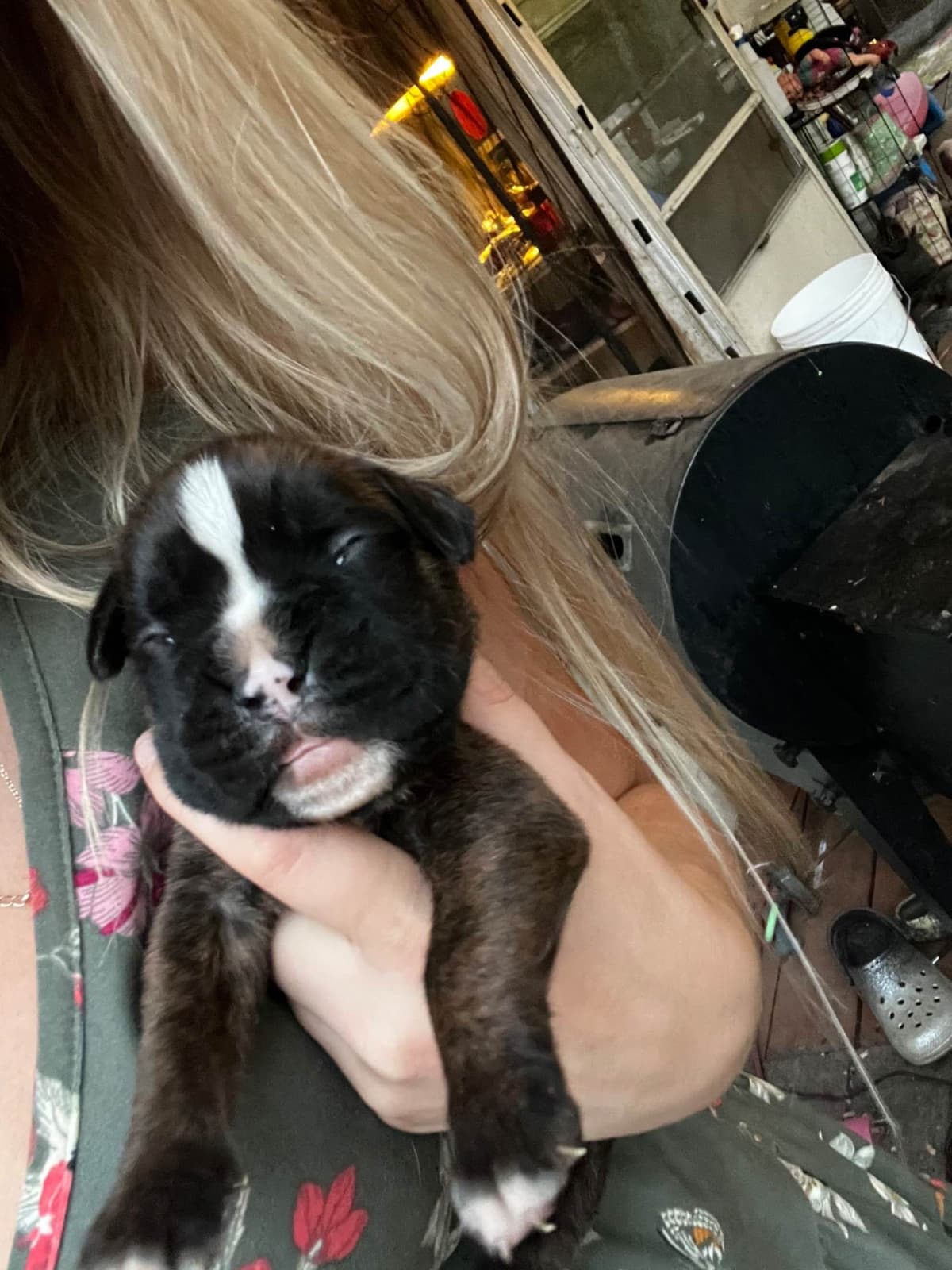 Euro Boxer Puppies breeder image 14