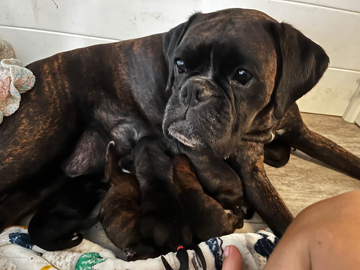 Euro Boxer Puppies breeder image 15