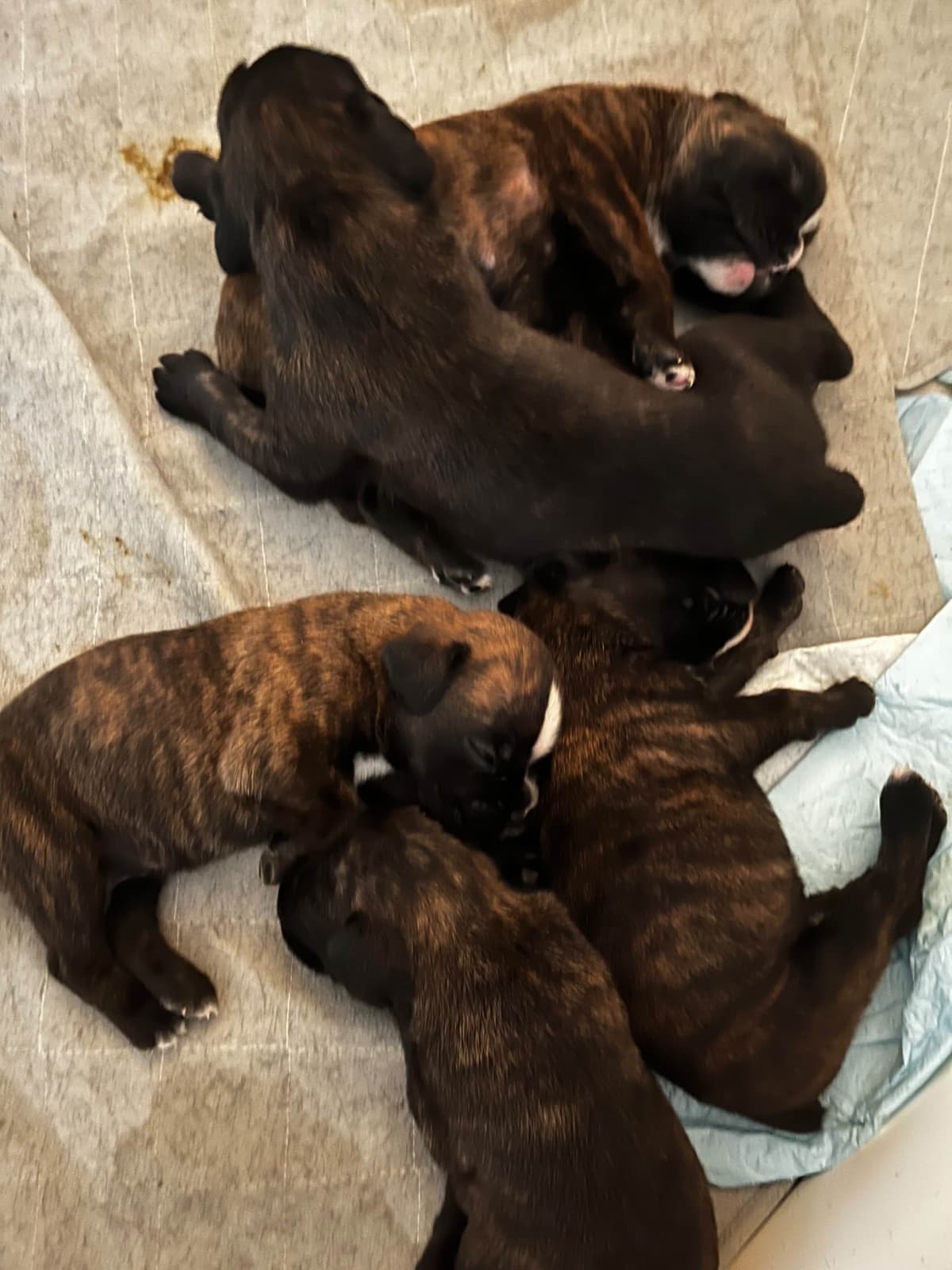 Euro Boxer Puppies breeder image 16