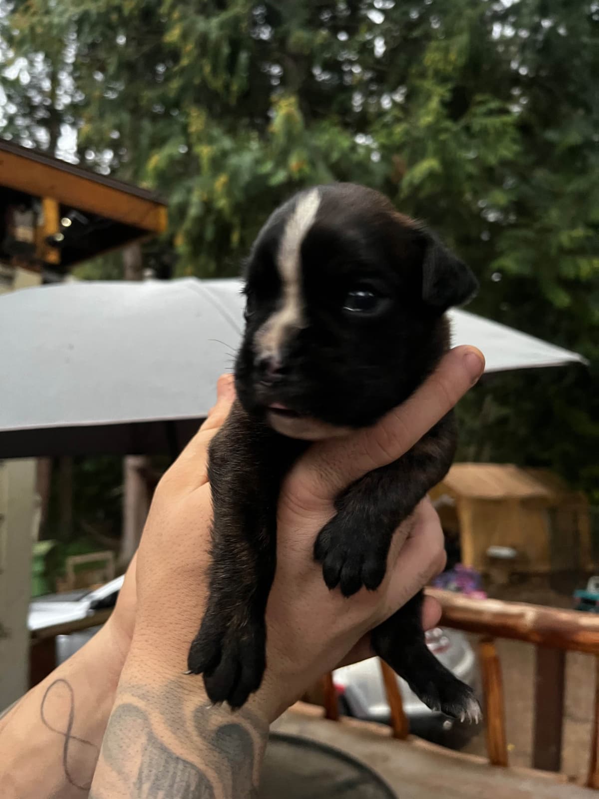 Euro Boxer Puppies breeder image 17