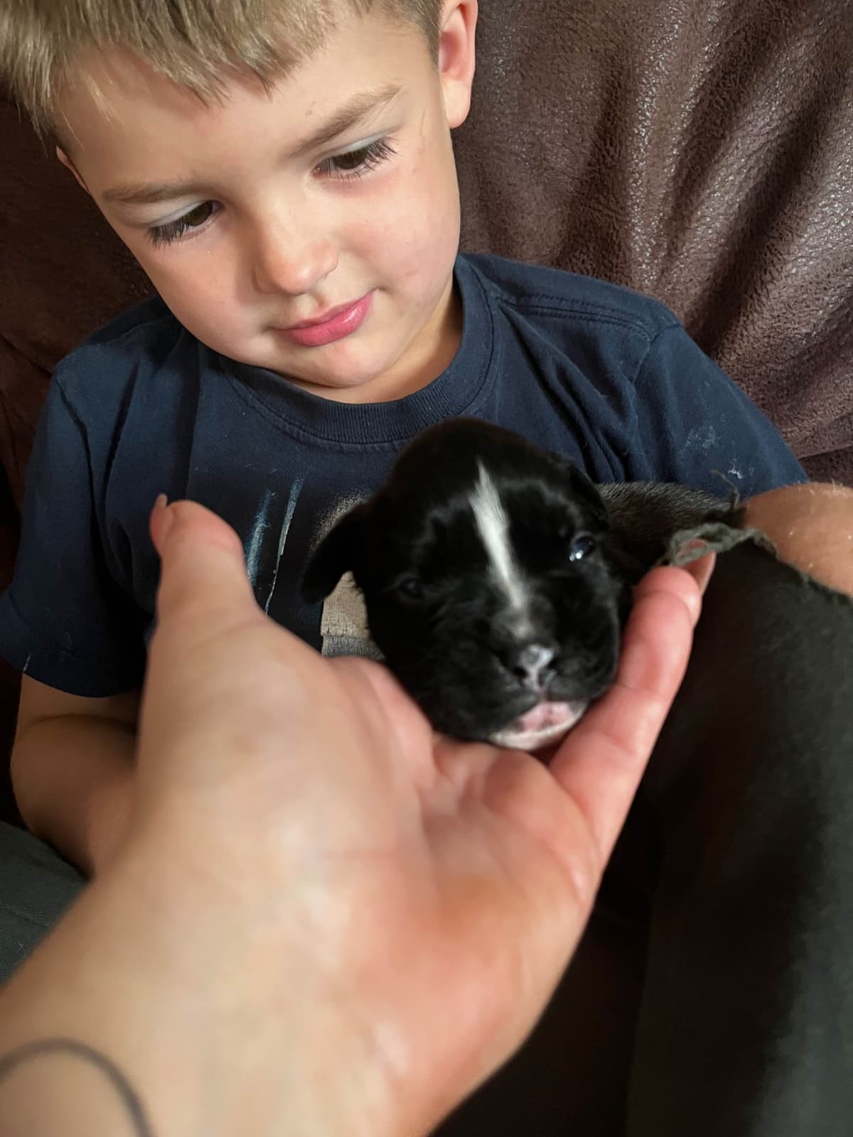 Euro Boxer Puppies breeder image 19