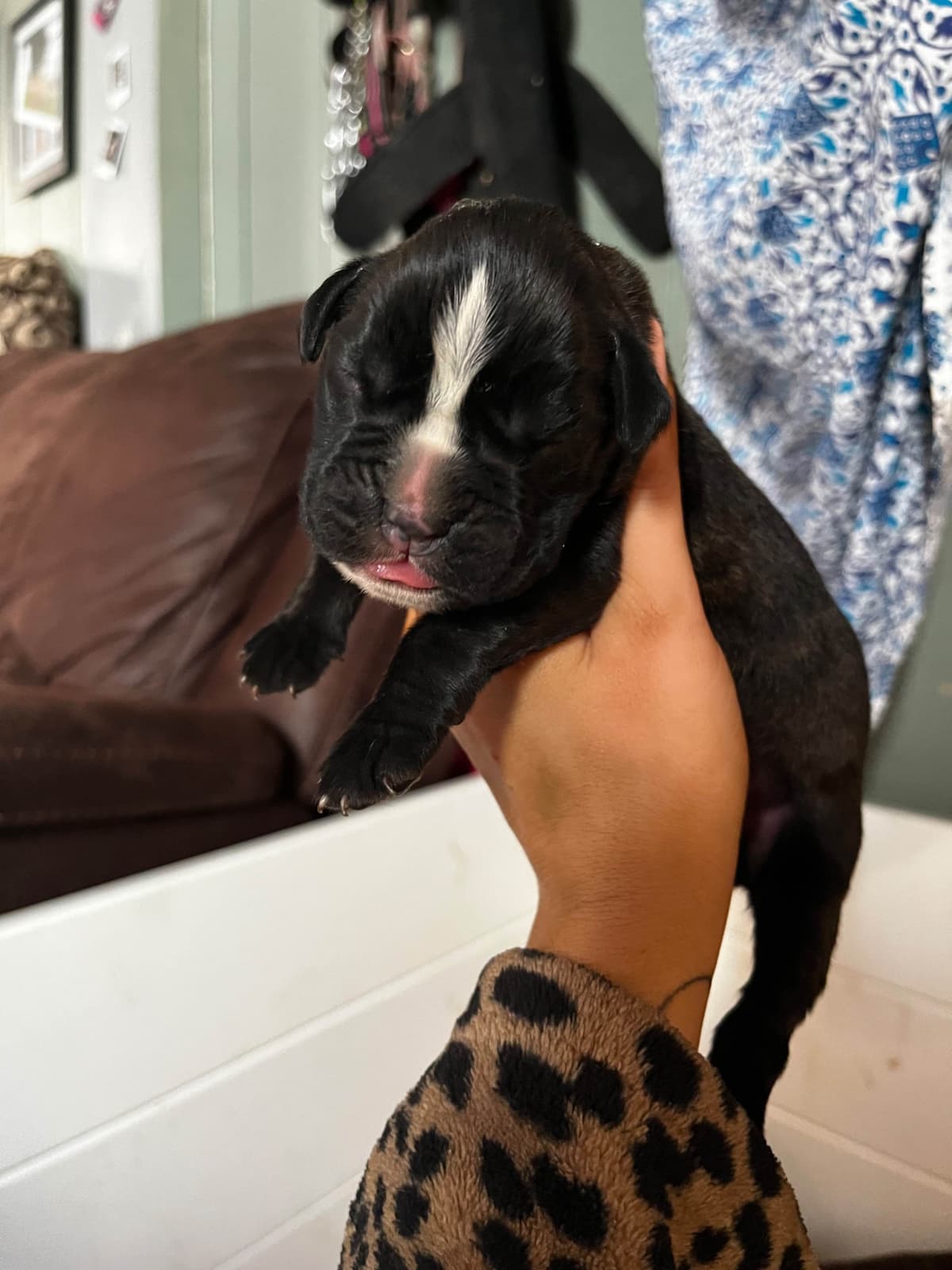Euro Boxer Puppies breeder image 21