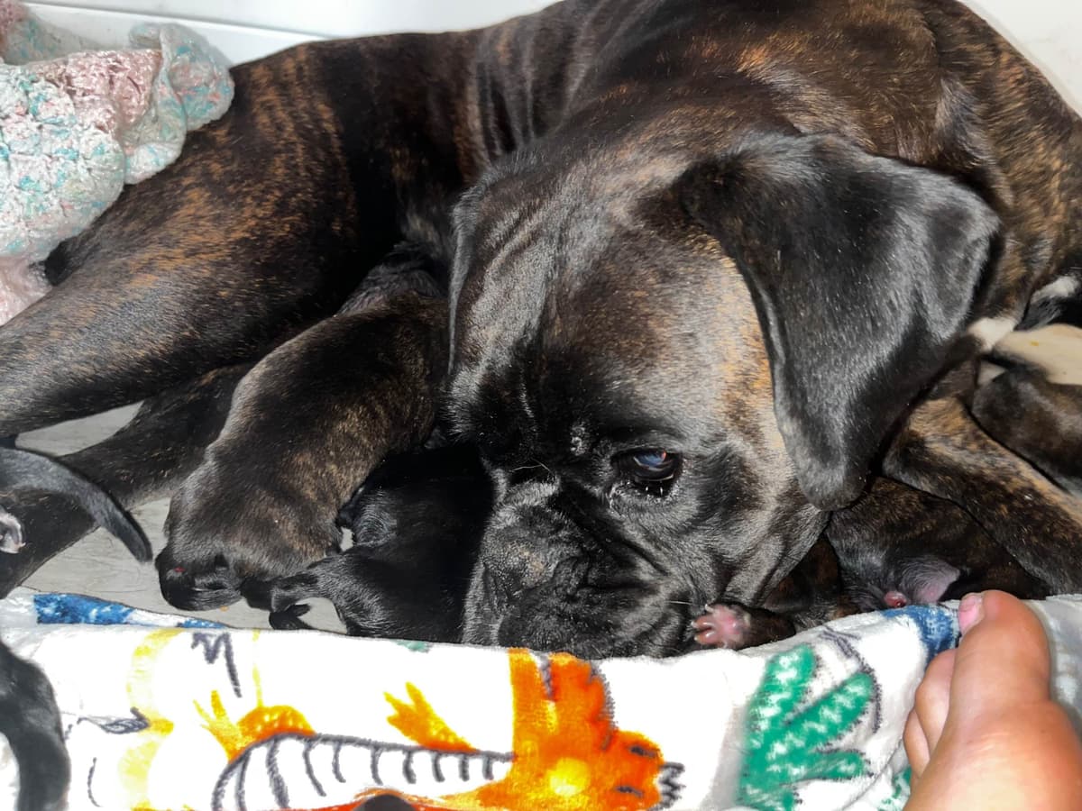 Euro Boxer Puppies breeder image 20