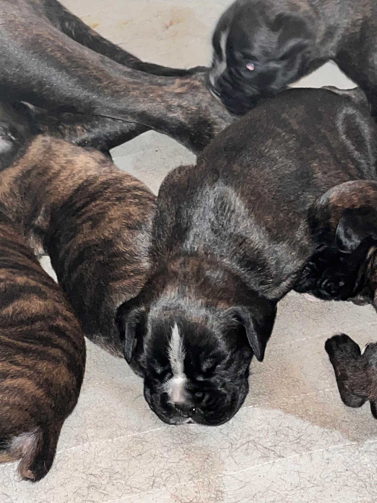 Euro Boxer Puppies breeder image 22