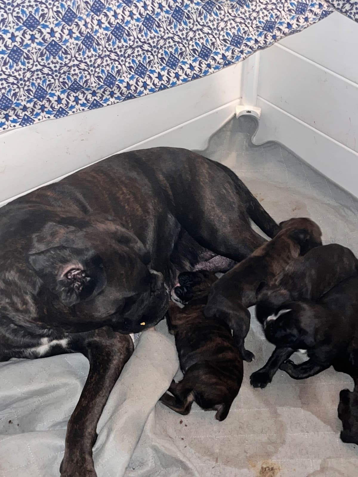 Euro Boxer Puppies breeder image 23