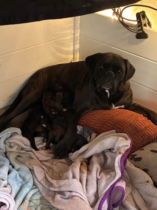 Euro Boxer Puppies media 4