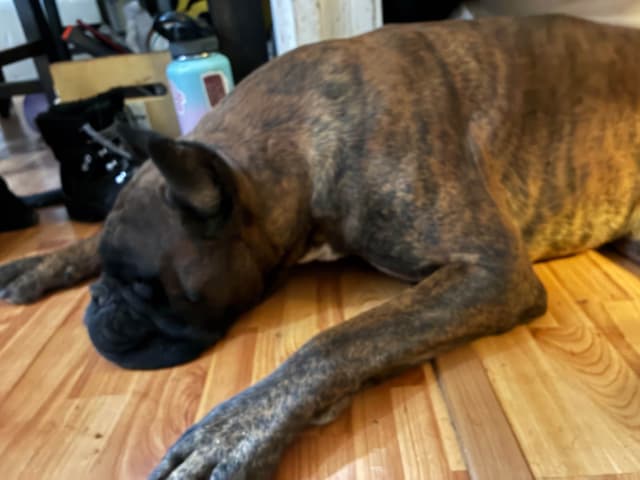 Euro Boxer Puppies media 5