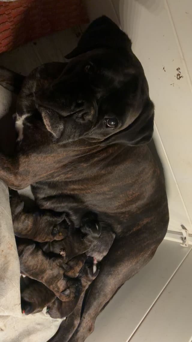 Euro Boxer Puppies media 6
