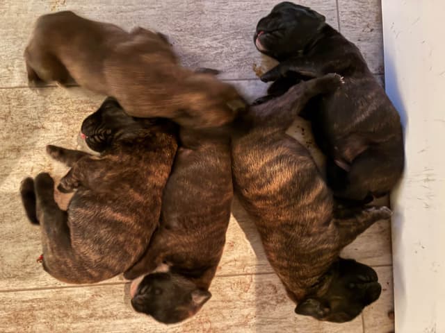 Euro Boxer Puppies media 7