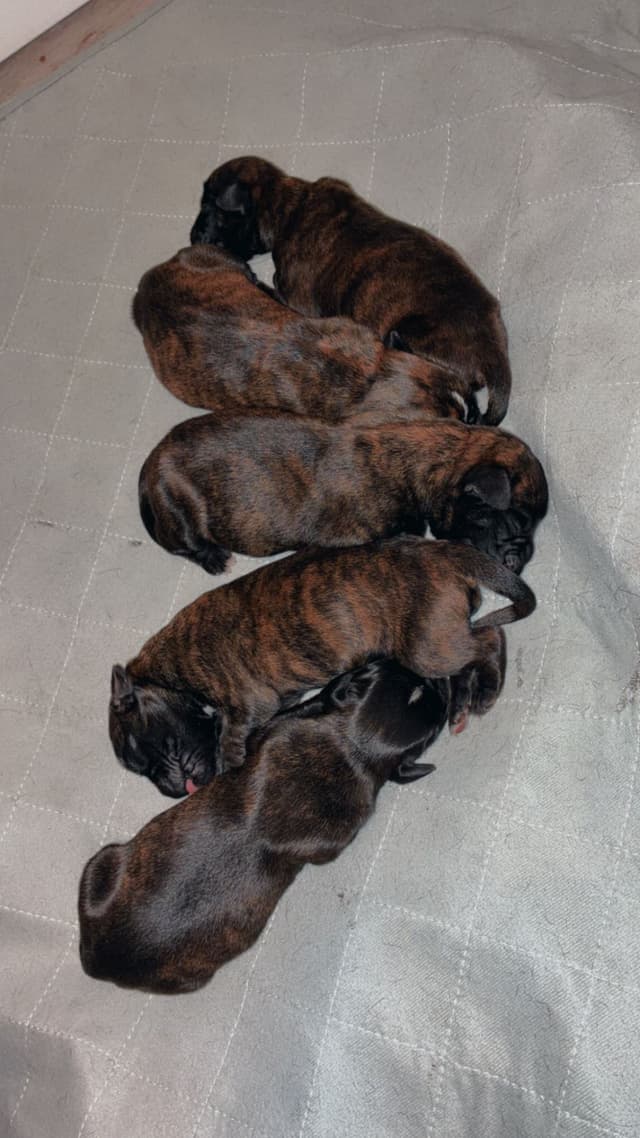 Euro Boxer Puppies media 8