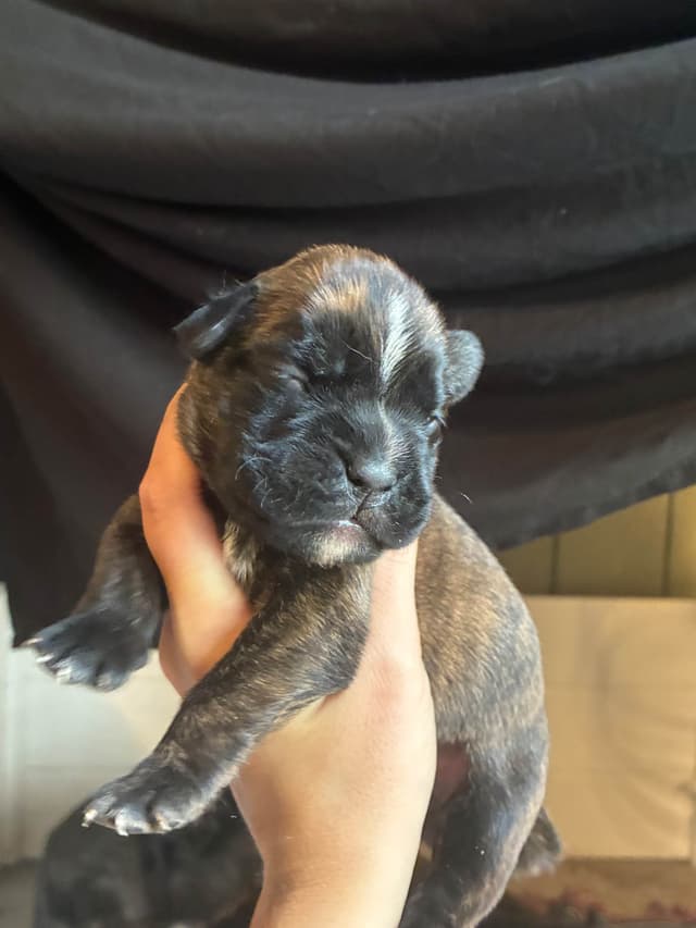 Euro Boxer Puppies media 10