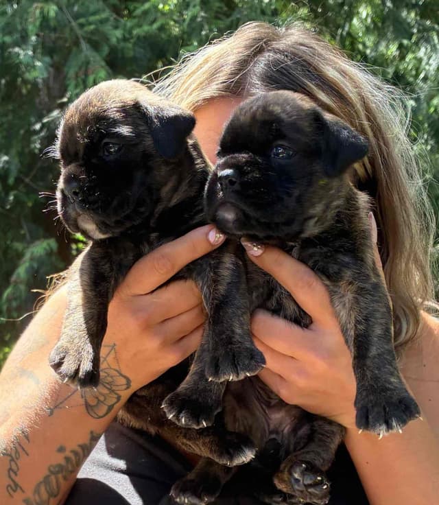 Euro Boxer Puppies media 3