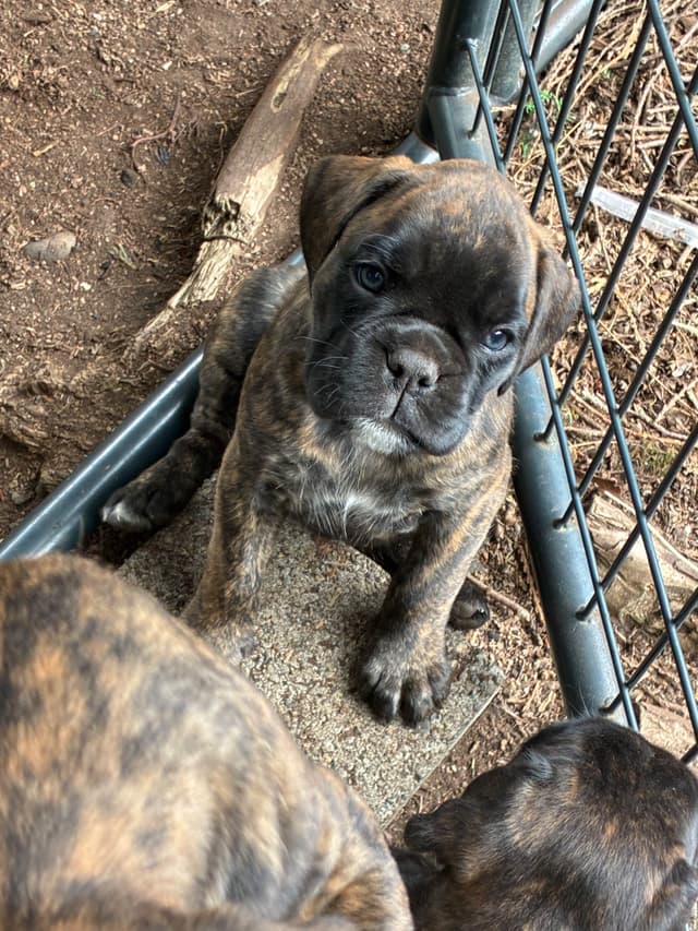 Euro Boxer Puppies media 11