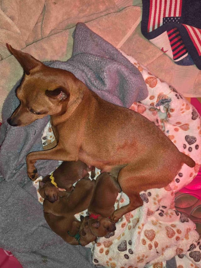 Miniature Pinscher Puppies media 3