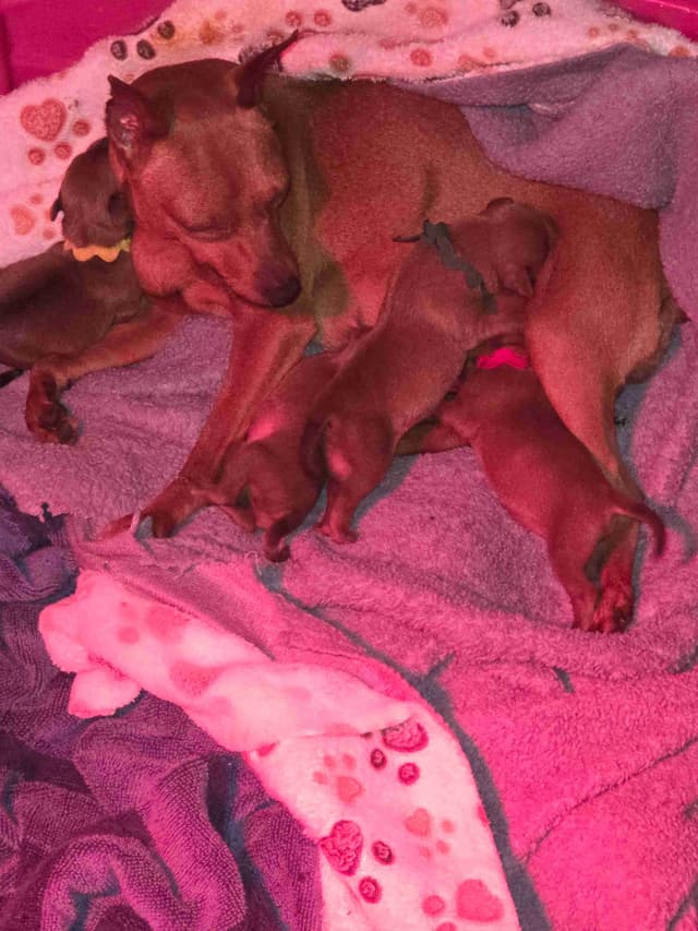 Miniature Pinscher Puppies media 4