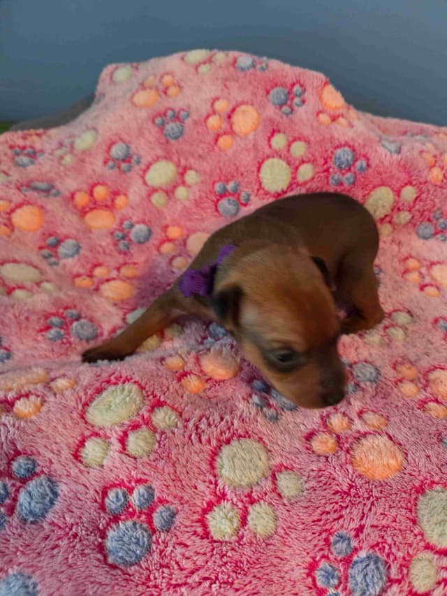 Miniature Pinscher Puppies media 3
