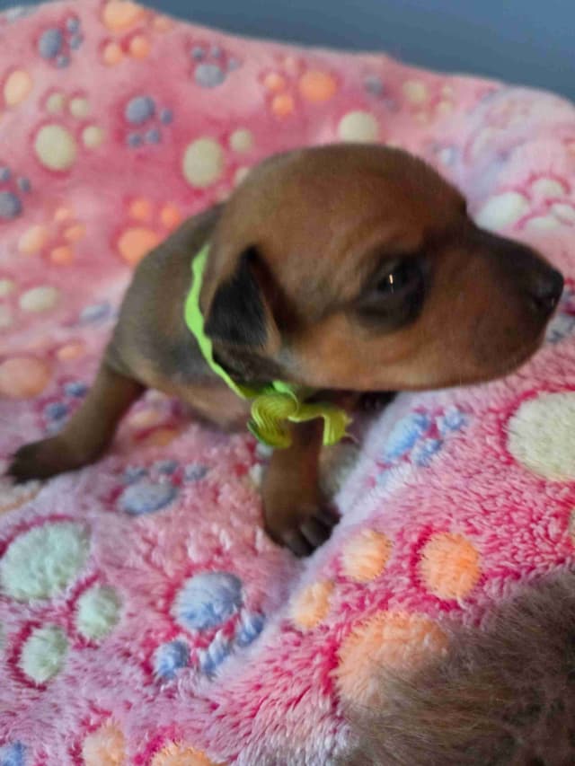 Miniature Pinscher Puppies media 4