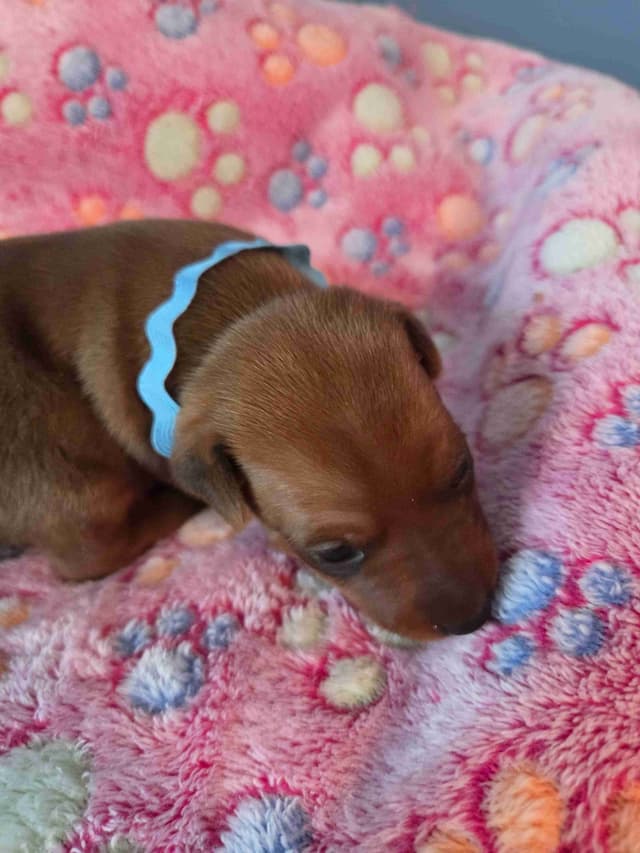 Miniature Pinscher Puppies media 5