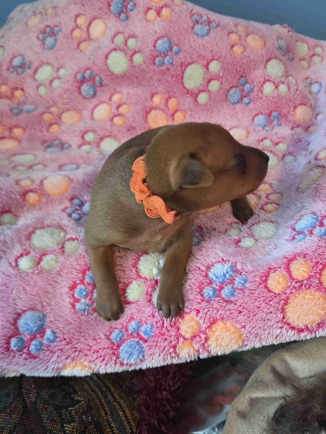 Miniature Pinscher Puppies media 6
