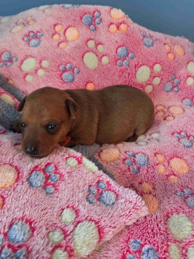 Miniature Pinscher Puppies media 7