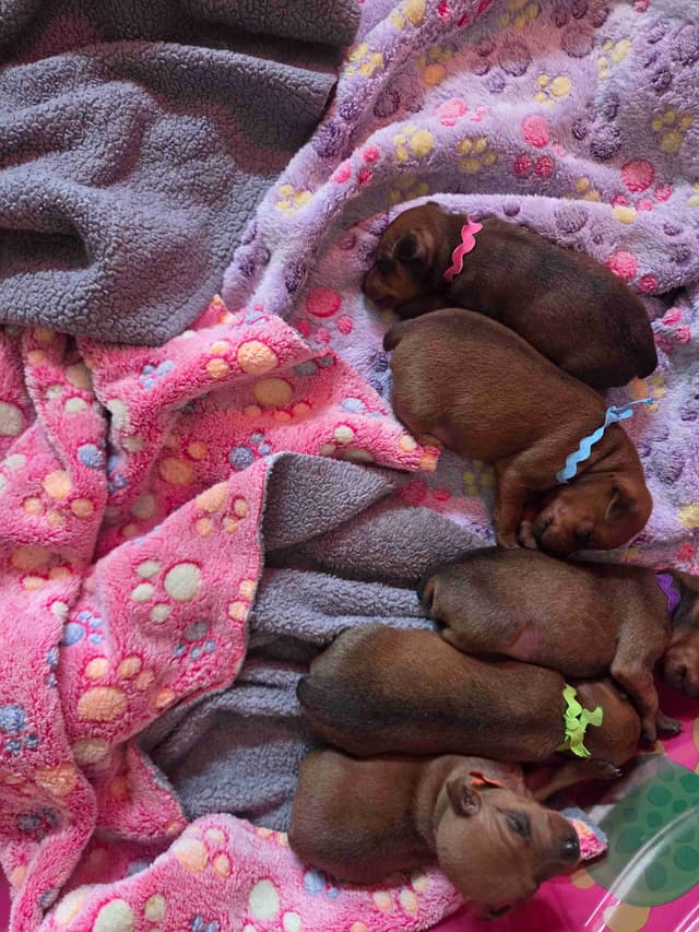 Miniature Pinscher Puppies media 8