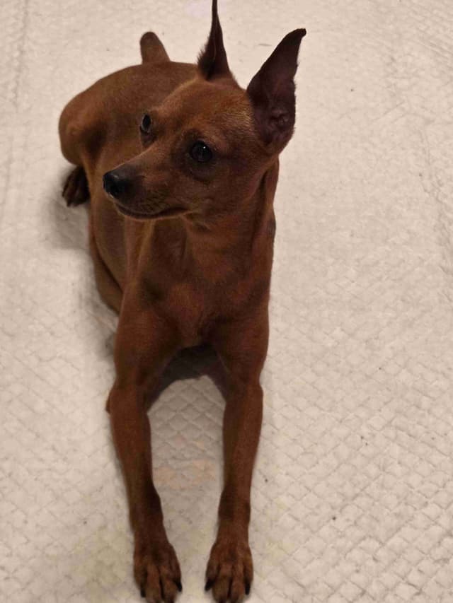 Miniature Pinscher Puppies media 2